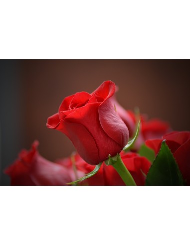 Картина - 3115353