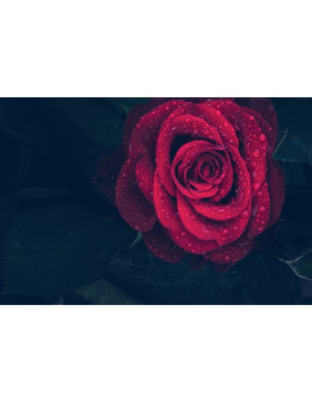 Картина - 3407234