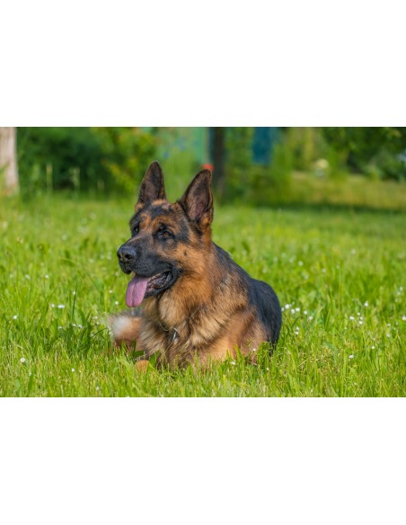 Картина - 6307025