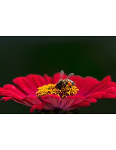 Картина - 6576240