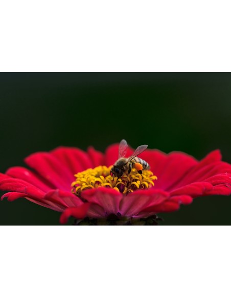 Картина - 6576240
