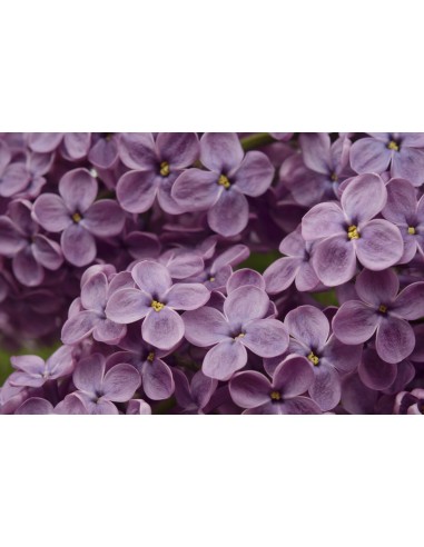 Картина - 4158954