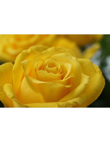 Картина - 6162613