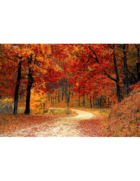 Картина на Есенна горска пътека - k1072821 -PAGAGAL