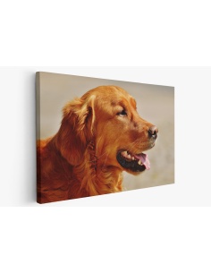 Картина на Golden Retriever в близък план - k1342265 -PAGAGAL
