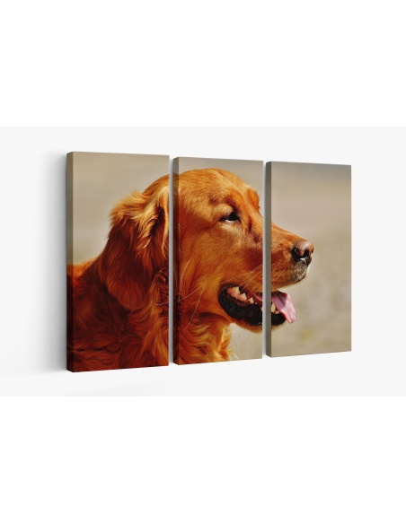 Картина на Golden Retriever в близък план - k1342265 -PAGAGAL