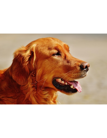 Картина на Golden Retriever в близък план - k1342265 -PAGAGAL