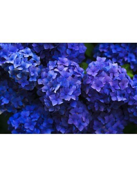Картина на Тъмно синя хортензия - k1851481 -PAGAGAL