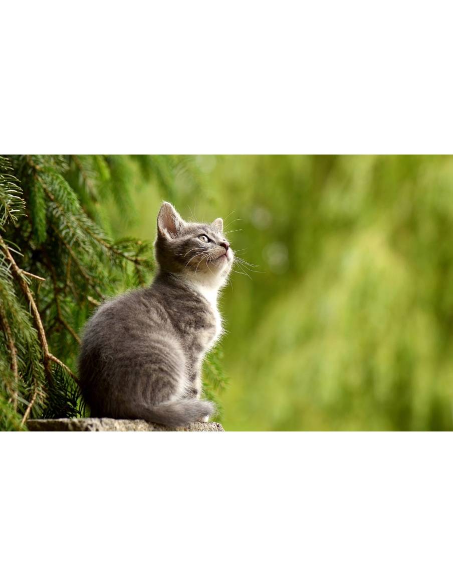 Картина на Замечтано малко коте - k2083492 -PAGAGAL