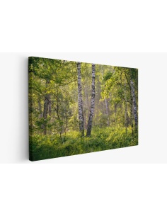 Картина на Брези в гората - k2913409 -PAGAGAL