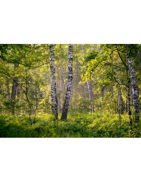 Картина на Брези в гората - k2913409 -PAGAGAL
