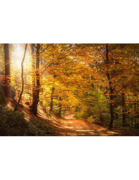 Картина на Есенна пътека - k2942492 -PAGAGAL