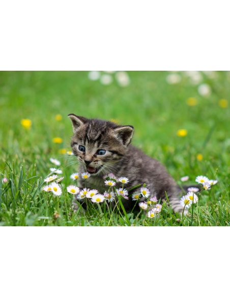 Картина на Коте и цветя - k2948404 -PAGAGAL