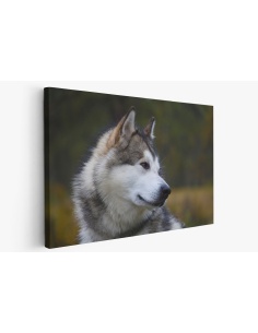 Картина на Хъски в близък план - k3231288 -PAGAGAL