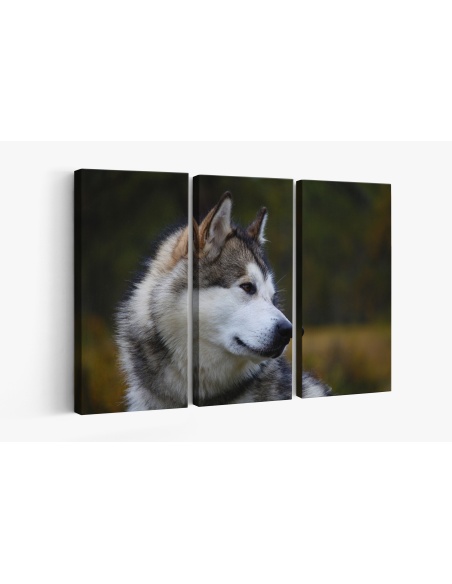 Картина на Хъски в близък план - k3231288 -PAGAGAL