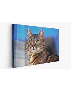 Картина на Загледан котарак - k3337027 -PAGAGAL