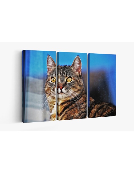 Картина на Загледан котарак - k3337027 -PAGAGAL
