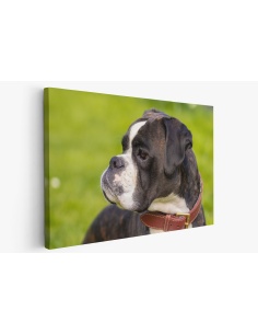 Картина на Картина - k3355192 -PAGAGAL
