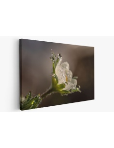 Картина на Картина - k3402550 -PAGAGAL