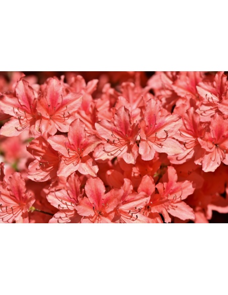 Картина на Картина - k3431253 -PAGAGAL