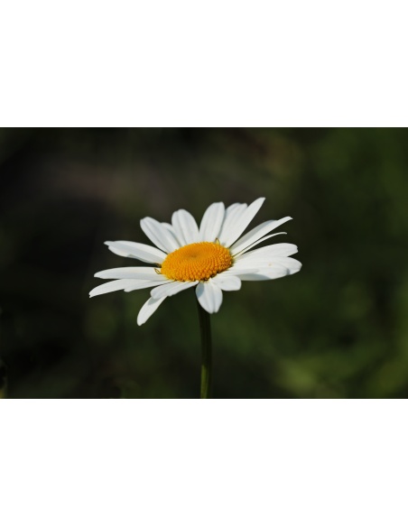 Картина на Картина - k3471286 -PAGAGAL