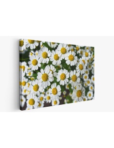 Картина на Картина - k3489847 -PAGAGAL