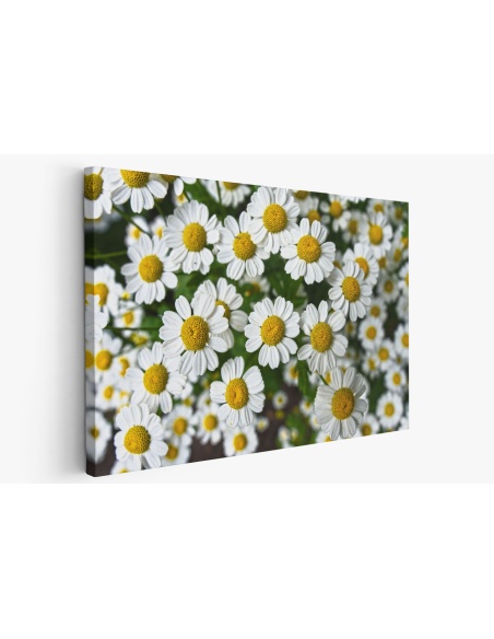 Картина на Картина - k3489847 -PAGAGAL