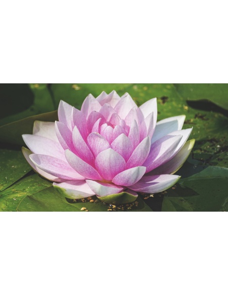 Картина на Картина - k3504363 -PAGAGAL
