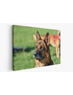 Картина на Картина - k3521155 -PAGAGAL