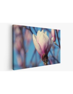 Картина на Разцъфваща Магнолия - k7897268 -PAGAGAL