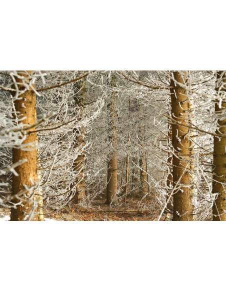 Картина на Заснежени клонки - k7897677 -PAGAGAL