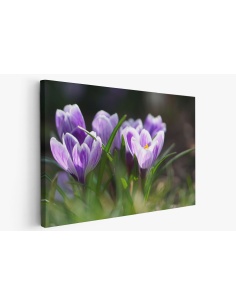 Картина на Минзухари на поляна - k7901721 -PAGAGAL
