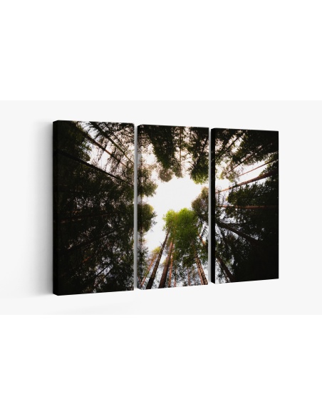Картина на Красиви високи дървета - k7901935 -PAGAGAL
