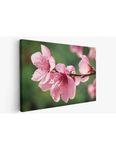 Картина на Вишневи цветове - k7902327 -PAGAGAL