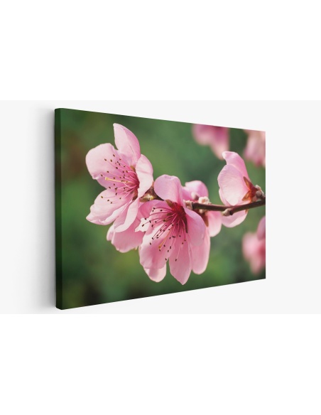 Картина на Вишневи цветове - k7902327 -PAGAGAL